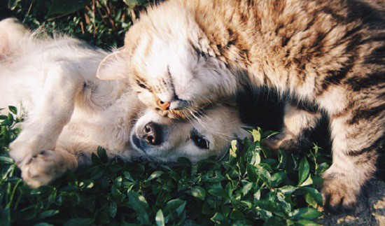 I pavimenti migliori per gli animali domestici