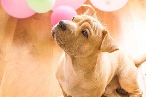 I pavimenti migliori per gli animali domestici