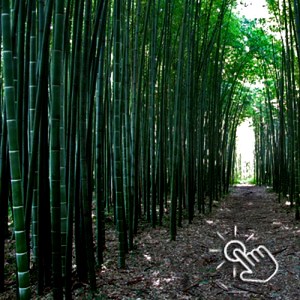 CARATTERISTICHE DEL BAMBOO