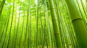 bamboo-alberi-tessuto4
